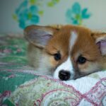 Reddybook: Revolutionizing Digital Learning, Collaboration, and Content Creation