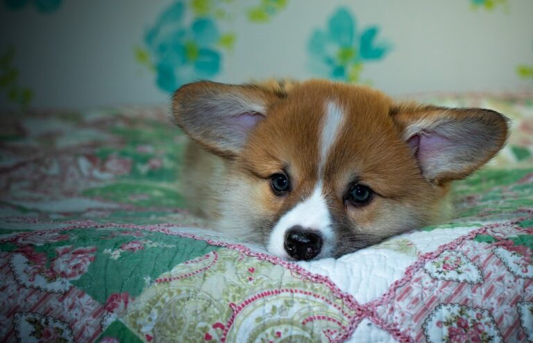 Reddybook: Revolutionizing Digital Learning, Collaboration, and Content Creation